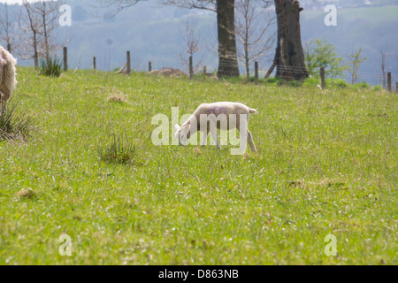 Agnelli mangiare erba in un soleggiato campo in primavera. Northumberland. Foto Stock