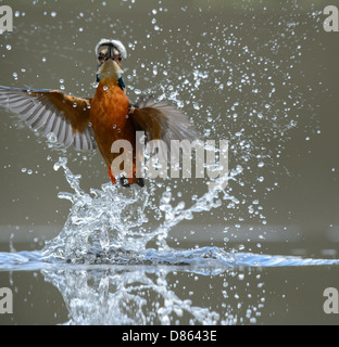 Immersioni subacquee kingfisher Foto Stock