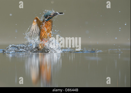 Immersioni subacquee kingfisher Foto Stock