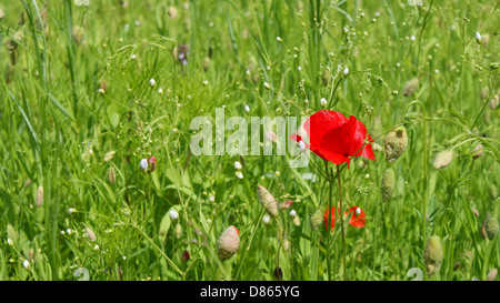 Un singolo papavero rosso in un prato verde Foto Stock