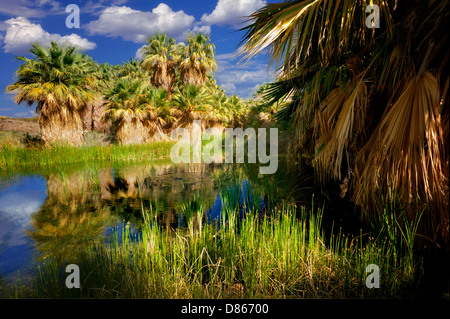 McCallum Pond. Coachella Valley preservare. California Foto Stock