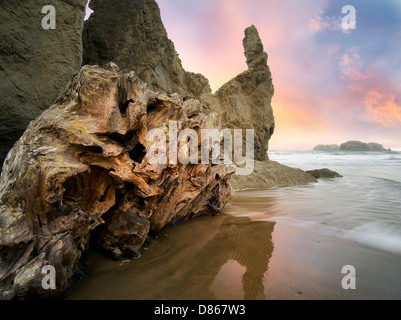 Root palla driftwood al Bandon Beach, Oregon Foto Stock