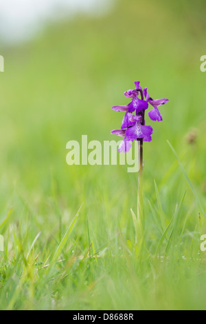Orchis morio / Anacamptis morio. Green winged Orchid in un prato nella campagna inglese Foto Stock