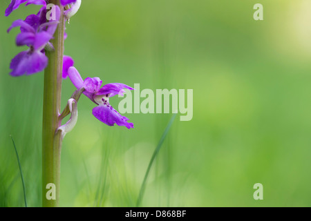 Orchis mascula . Inizio orchidea viola Foto Stock