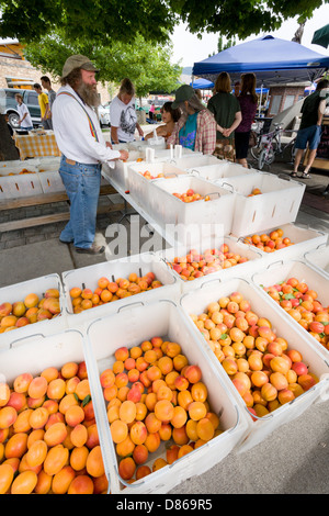 L'uomo vendita organici albicocche al mercato degli agricoltori in La Grande Oregon Foto Stock