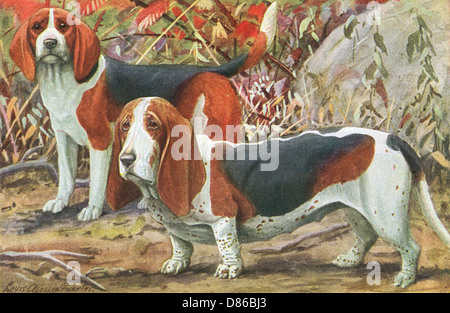 Beagle e Basset Hound Foto Stock