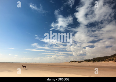 Lurcher Saluki cane solo su di una spiaggia deserta a Blaenau Ffestiniog in Galles Foto Stock