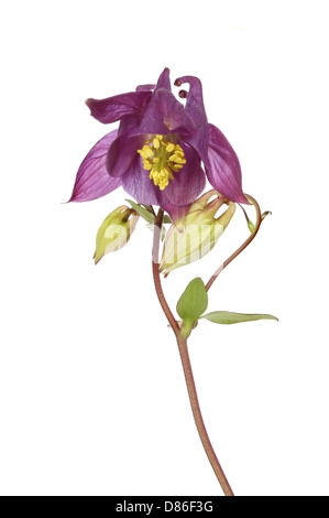 Basso angolo di visione di un aquilegia fiori e boccioli isolata contro bianco Foto Stock