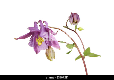 Aquilegia fiori e boccioli isolata contro bianco Foto Stock