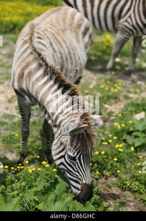 Zebre pascolano in un campo. Foto Stock
