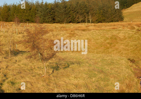 Il legno dietro il Campsie cadde in East Dunbartonshire, Scozia Foto Stock