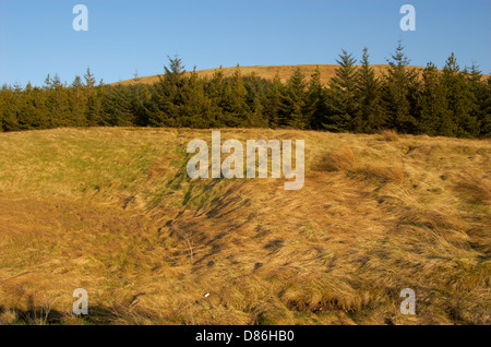 Il legno dietro il Campsie cadde in East Dunbartonshire, Scozia Foto Stock