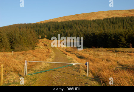 Il legno dietro il Campsie cadde in East Dunbartonshire, Scozia Foto Stock