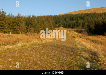 Il legno dietro il Campsie cadde in East Dunbartonshire, Scozia Foto Stock