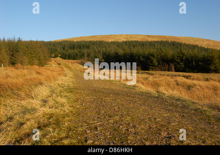 Il legno dietro il Campsie cadde in East Dunbartonshire, Scozia Foto Stock