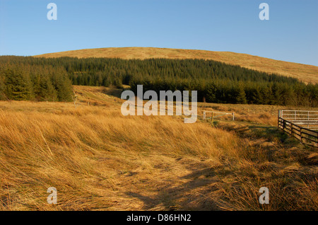 Il legno dietro il Campsie cadde in East Dunbartonshire, Scozia Foto Stock