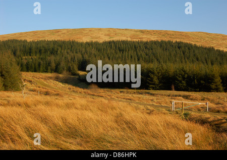 Il legno dietro il Campsie cadde in East Dunbartonshire, Scozia Foto Stock