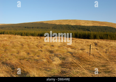 Il legno dietro il Campsie cadde in East Dunbartonshire, Scozia Foto Stock