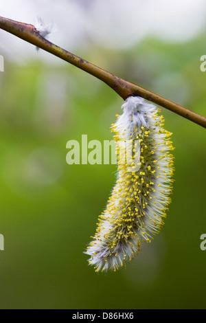 Salix amento irrorata. Il blu di gambi di Willow. Foto Stock