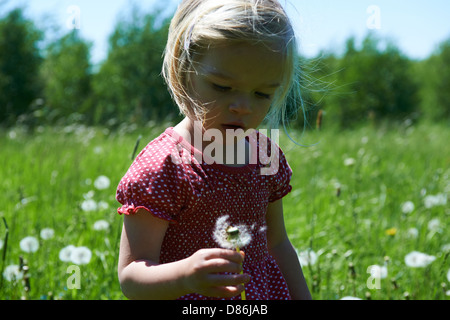 Bambino ragazza bionda che soffia su un orologio di tarassaco, prato estivo Foto Stock