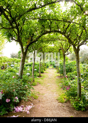 Un arco di glicini in la peonia giardini vicino a Soriano nel Cimirio, Lazio, Umbria, Italia Foto Stock