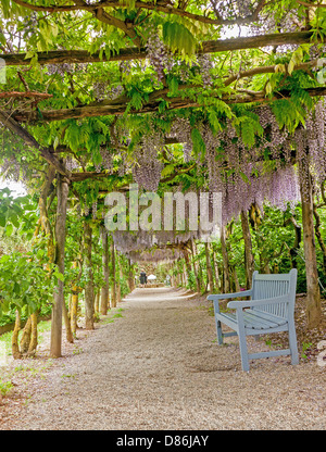 Un arco di glicini in la peonia giardini vicino a Soriano nel Cimirio, Lazio, Umbria, Italia Foto Stock