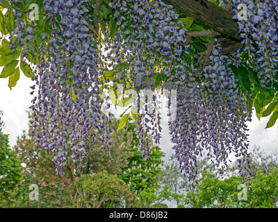 Il Glicine in la peonia giardini vicino a Soriano nel Cimirio, Lazio, Umbria, Italia Foto Stock