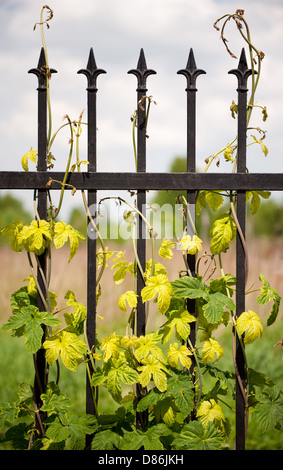 Arrampicata Humulus o la coltura del luppolo sulla recinzione in acciaio Foto Stock