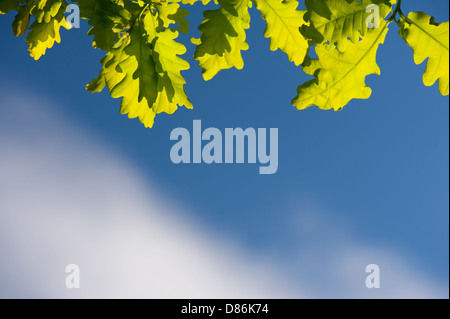 Mazzetto di verde giovani foglie di quercia in presenza di luce solare Foto Stock