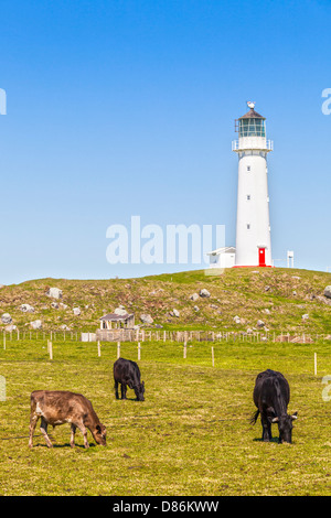 Il pascolo di bestiame nei pressi di Capo Faro Egmont nel Taranaki Regione della Nuova Zelanda. Questo è un importante zona di allevamento. Foto Stock