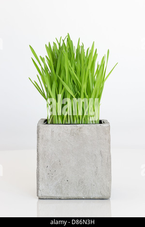 Fresco verde wheatgrass crescente nel calcestruzzo pot. Foto Stock