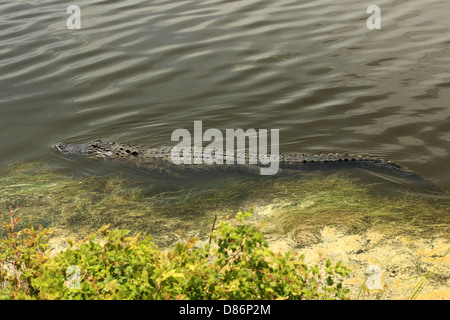 Un coccodrillo americano nuota lungo in una zona umida costiera in Carolina del Sud, STATI UNITI D'AMERICA Foto Stock