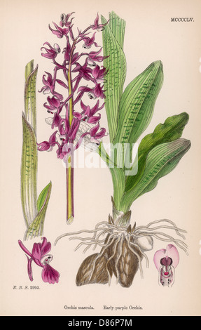 Piante: Orchis Mascula o Orchidea viola precoce. Foto Stock
