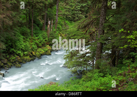 Boulder fiume che scorre attraverso la vecchia foresta di crescita, Boulder River Wilderness, Mount Baker-Snoqualmie Foresta Nazionale, Washington Foto Stock