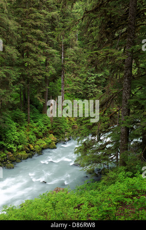 Boulder fiume che scorre attraverso la vecchia foresta di crescita, Boulder River Wilderness, Mount Baker-Snoqualmie Foresta Nazionale, Washington Foto Stock