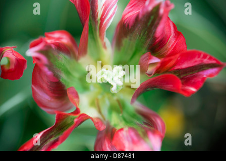 Foto macro di parrot tulip - vista dall'alto. Foto Stock