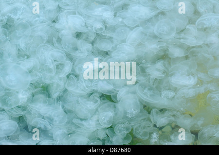 Grande accumulo di meduse Aurelia (Aurelia aurita) in acque poco profonde, Mar Nero, Yalta, Crimea, Ucraina, Europa orientale Foto Stock