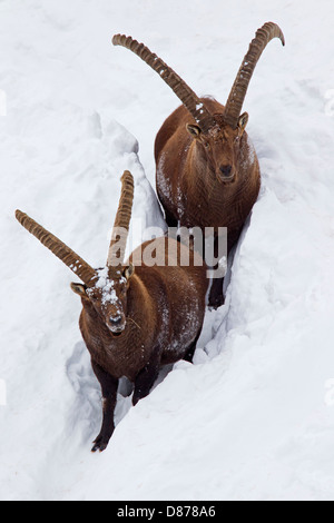 Due stambecco (Capra ibex) maschi con grandi corna slogging attraverso la neve profonda sul pendio della montagna in inverno nelle Alpi Foto Stock