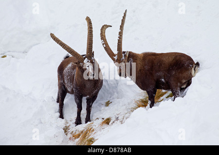 Due stambecco (Capra ibex) maschi con grandi corna rovistando sul pendio di neve in inverno nelle Alpi Foto Stock