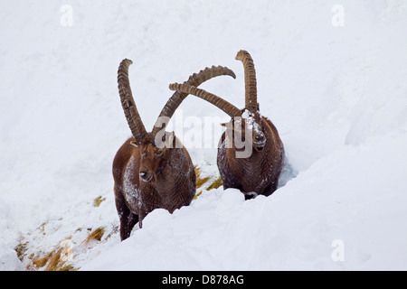 Due stambecco (Capra ibex) maschi con grandi corna rovistando sul pendio di neve in inverno nelle Alpi Foto Stock