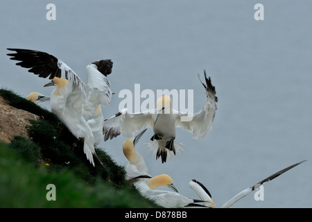 Un northern gannet (Morus bassanus) terre tra un affollato gruppo di sule; essi sono la raccolta di erba per la nidificazione. Foto Stock