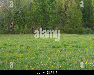 Paesaggio con scaletta stile di supporto albero per la caccia Foto Stock