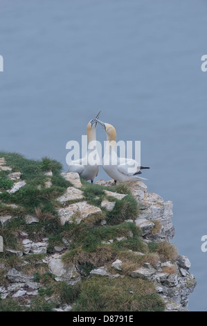 Un corteggiamento coppia di northern sule (Sula bassana; Morus bassanus) la visualizzazione da "becco scherma' che rafforza la coppia-bond. Foto Stock