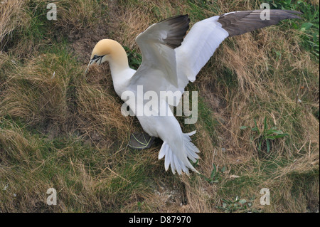 Un northern gannet (Morus bassanus; Sula bassana) lotte su una sponda ripida per la raccolta di erba per la nidificazione. Foto Stock