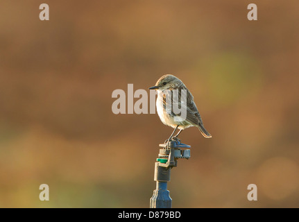 Siberiano femmina Stonechat Saxicola maura riarsa mandria Cipro Foto Stock