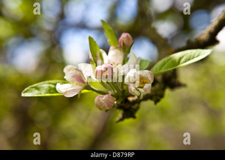 Dettaglio mostrante l'Apple Blossom che crescono in un frutteto inglese in primavera. Foto Stock