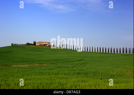 Italia, Toscana, Val d'Orcia, Agriturismo Poggio Covili, campi di grano, alberi di cipresso e casa Foto Stock