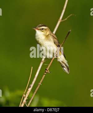 Sedge trillo (Acrocephalus schoenobaenus) Foto Stock