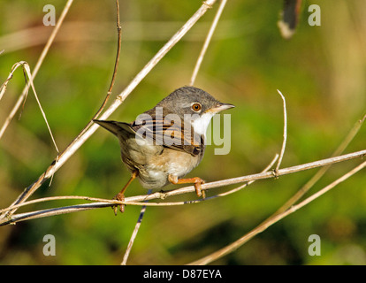 Common Whitethroat (Sylivia communis) Foto Stock