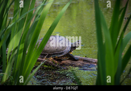 La tartaruga sul log in stagno Foto Stock